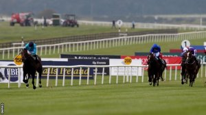 brown panther - irish stleger