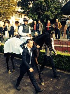 cape magic olivier peslier scheibler