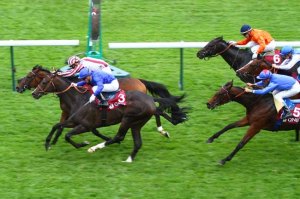 cirrus des aigles prix dollar