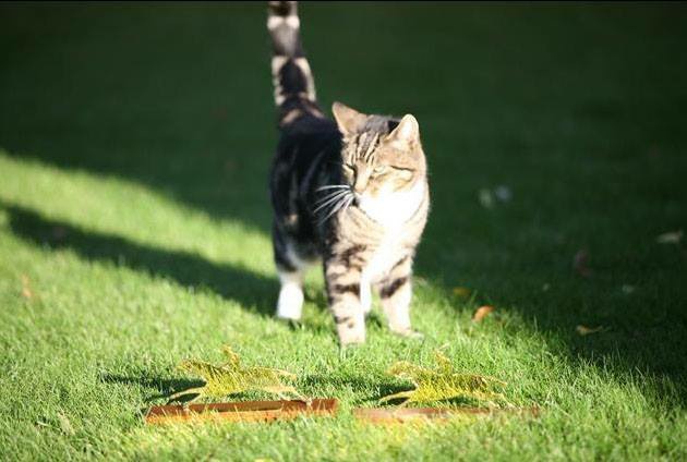 gatto frankel kingman