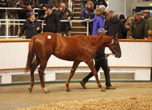 lot 175 december yearling lope de vega