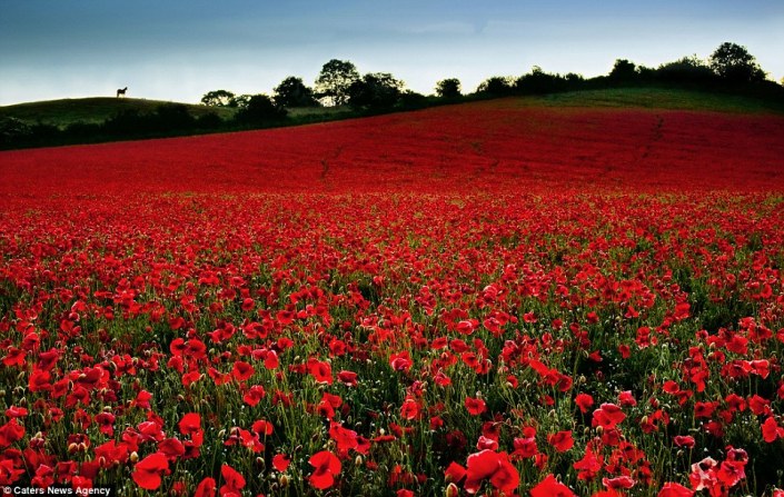 remembrance day