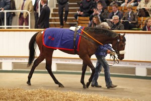 war front breeze up craven 2015