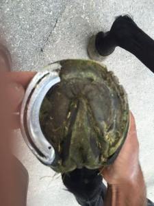 cirrus des aigles ispahan