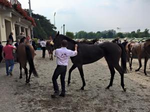 kyllachy queen nogara 2015