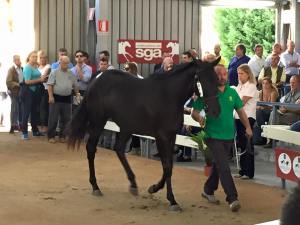 mi raccomando poet's voice maschera d'oro sga 2015