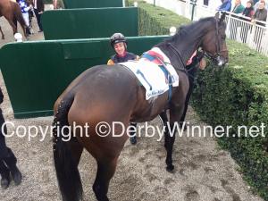 autor fiocchi st. leger1