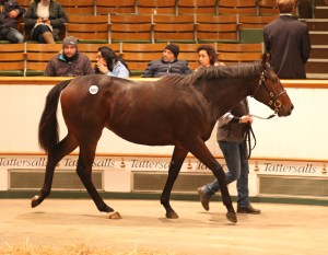 Lot 1677 TBK3 1296©Tattersalls