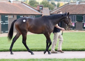 Lot 439 TBK1 1190©Tattersalls.com