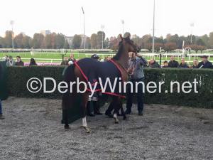 rose rized falck 2015