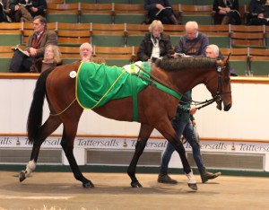 Lot 47 TCB0549©Tattersalls