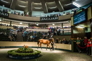 dubawi-colt-orby-sale-2016
