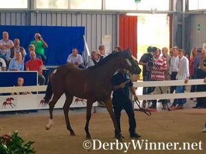 epaulette-ex-snowfield-sga2016