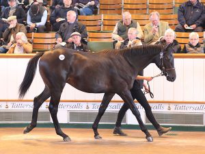 dubawi-427-tatts2016-b1