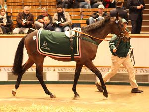 harlem-tatts-horsintain-2016