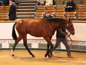 kodiac-tatts-book-2-2016