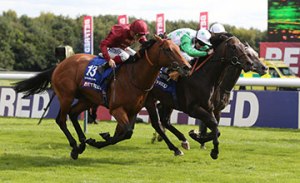 strath-burn-stallion