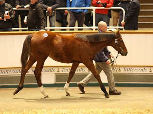 femmina-foal-dansili-high-heeled-tatts-dec-foal