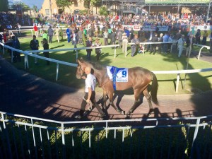mac mahon tondino derby 2017
