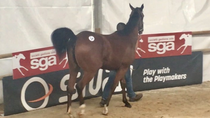 34 sga17 zoffany top price