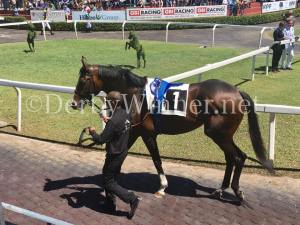 full drago d'alessio 2017