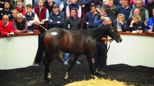 shocasing tatts ireland17 racing post