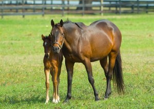 mare and foal