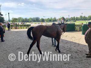 musa d'oriente royal mares18