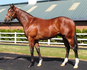 gleneagles lady ecliar goffs 2018