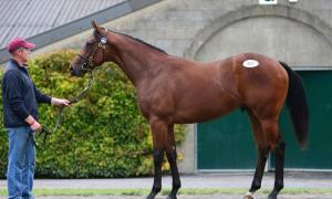 lot491kodiactattire2018