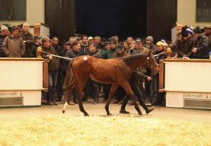 galileo tatts dec foal18