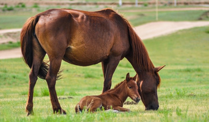 mare and foal3