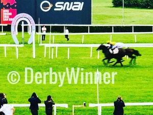 chesnut honey tesio19