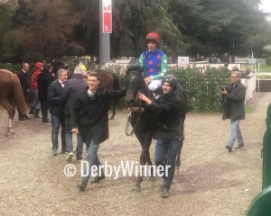 aurelius in love campobello 2019