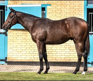 dubawi alina tatts2019