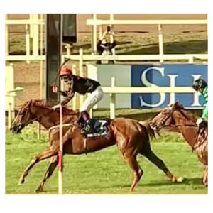 granatina regina elena 2020