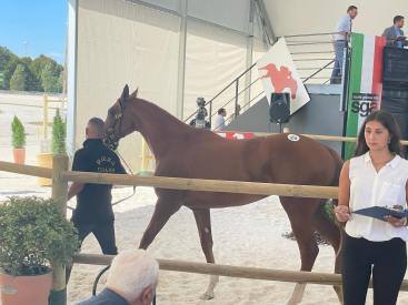 28 churchill rabiosa fiore