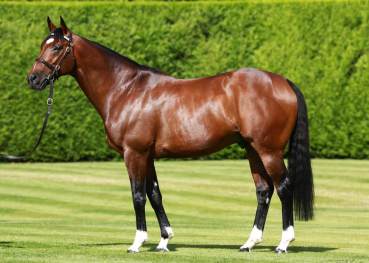 red mist frankel